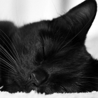 chat noir live wallpaper icône