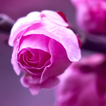 rose live wallpapers