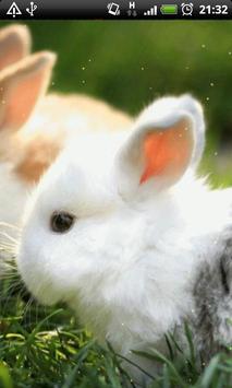 Android 用の かわいいウサギ Live Wallpaper Apk をダウンロード
