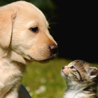 cat and dog wallpapers icon