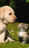 cat and dog wallpapers poster