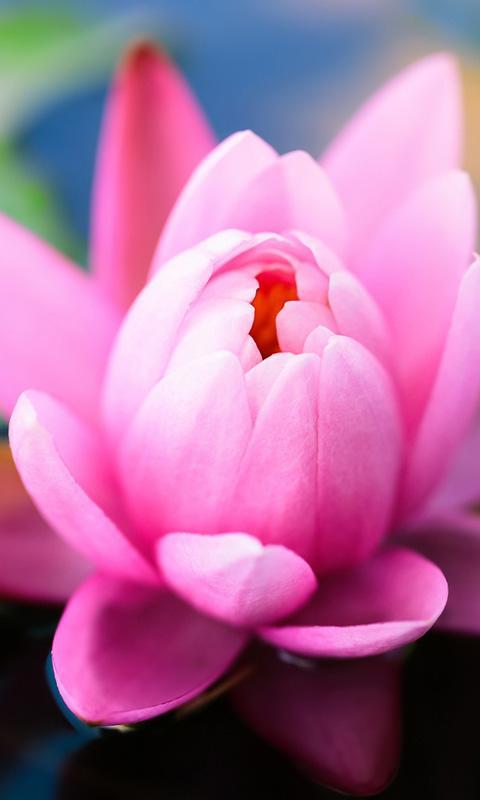 Download 6000+ Wallpaper Bunga Aster Putih Paling Baru Download 6000+ Wallpaper Bunga Aster Putih Paling Baru