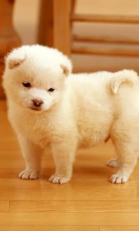 cute puppy wallpapers APK for Android Download cute puppy wallpapers APK for Android Download