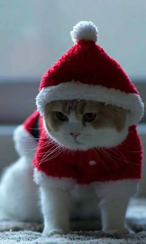 Android向けのサンタクロース猫ライブ壁紙 Apkをダウンロードしましょう