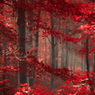Natur Wald lwp