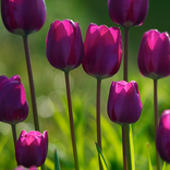 紫色的小花壁紙