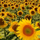 sunflower live wallpaper APK