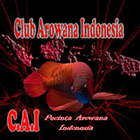 Club Arowana Indonesia - C.A.I icône