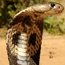 cobras cobra rei lwp APK