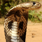 King Cobra Snake LWP ikon