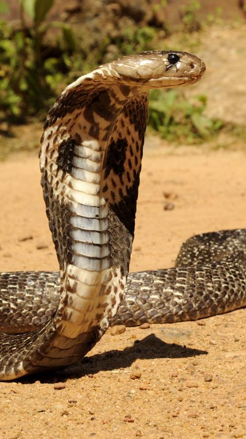 cobra - Google zoeken  King cobra snake, Cobra snake, King cobra