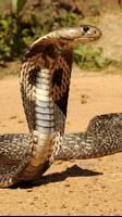 cobras roi serpent lwp Affiche