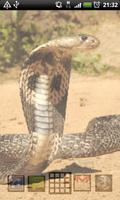 キングコブラのヘビ lwp スクリーンショット 3