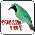 Masteran Burung Cucak Ijo アイコン