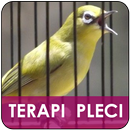 Video Terapi Pleci Malam APK