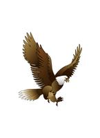 King Bird /OPC33333 Ekran Görüntüsü 1