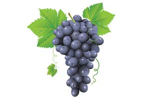 Grape Dialer 海报