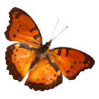 ButterFly icon