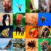 Animal HD Wallpapers