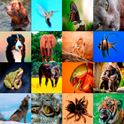 Animal HD Wallpapers icon