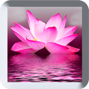 Flores Fondo Animado APK