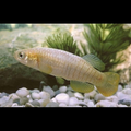 ”Peces de acuario de agua dulce