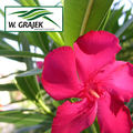 Grajek