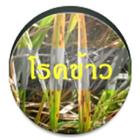 แนะนำโรคข้าว ícone