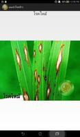 แนะนำโรคข้าว imagem de tela 1