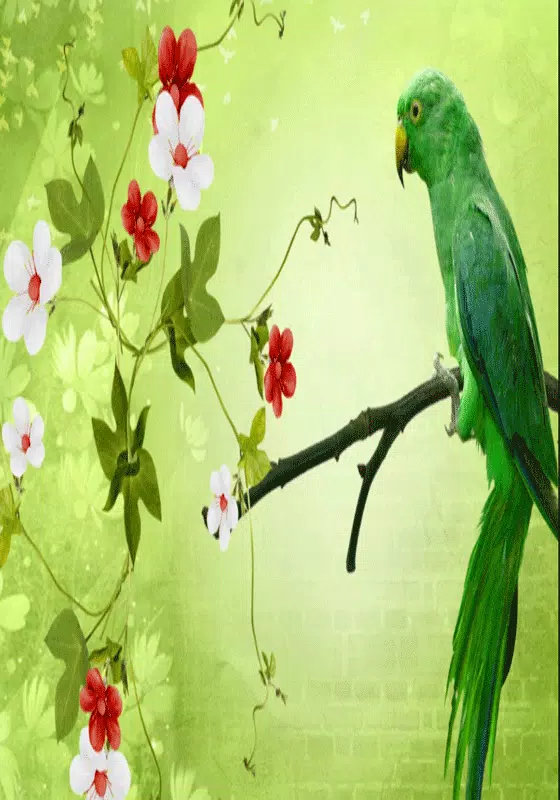 Parrots wallpaper full hd APK for Android Download