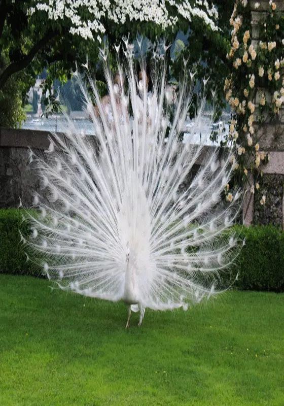 Tải xuống APK White peacock wallpaper hd ful cho Android
