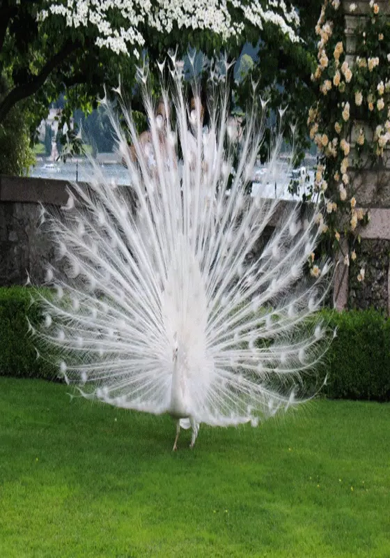 Tải xuống APK White peacock wallpaper hd ful cho Android Tải xuống APK White peacock wallpaper hd ful cho Android