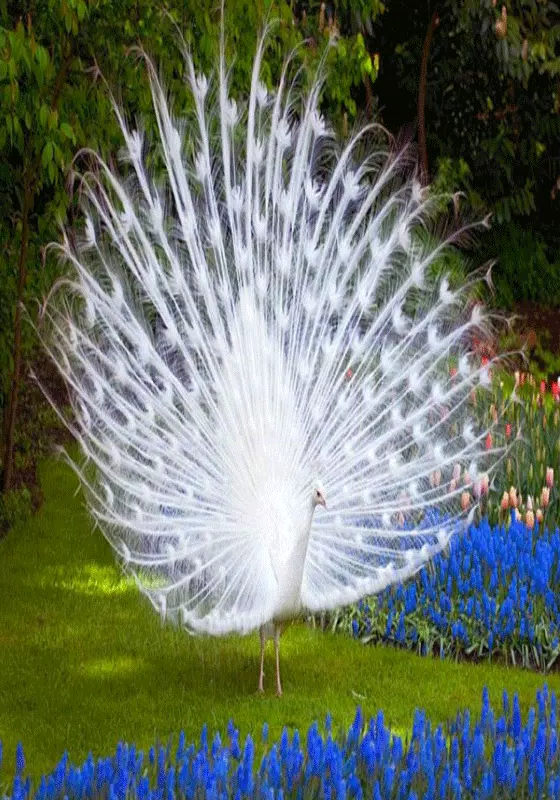 White peacock wallpaper hd ful APK for Android Download