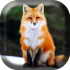 Fox in the Snow Live Wallpaper أيقونة