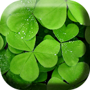 Green Clover Live Wallpaper APK