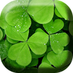 Green Clover Live Wallpaper