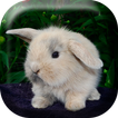 ”Fluffy Bunny Live Wallpaper