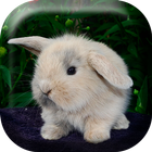 Fluffy Bunny Live Wallpaper icon