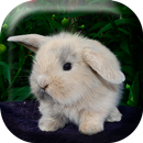 Fluffy Bunny Live Wallpaper-APK