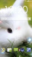 Fluffy Bunny Live Wallpaper Cartaz