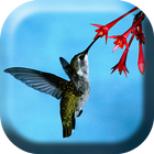 Hummingbird Colibri Live WP أيقونة