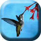 Hummingbird Colibri Live WP icon