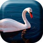 Beautiful Swan  Live Wallpaper icône