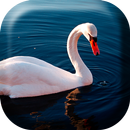 Beautiful Swan  Live Wallpaper APK