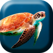 Underwater Turtles Live WP