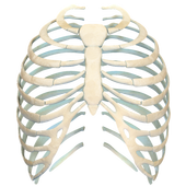 Human Ribs 3D for Android - APK Download