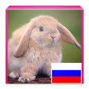 Learn Animals in Russian APK
