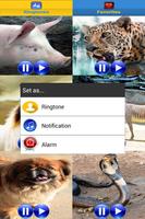 Animal Sound Ringtones capture d'écran 2