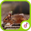 Mouse Sound And Ringtone Collections