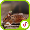 Nada Ringtone Suara Tikus Lucu